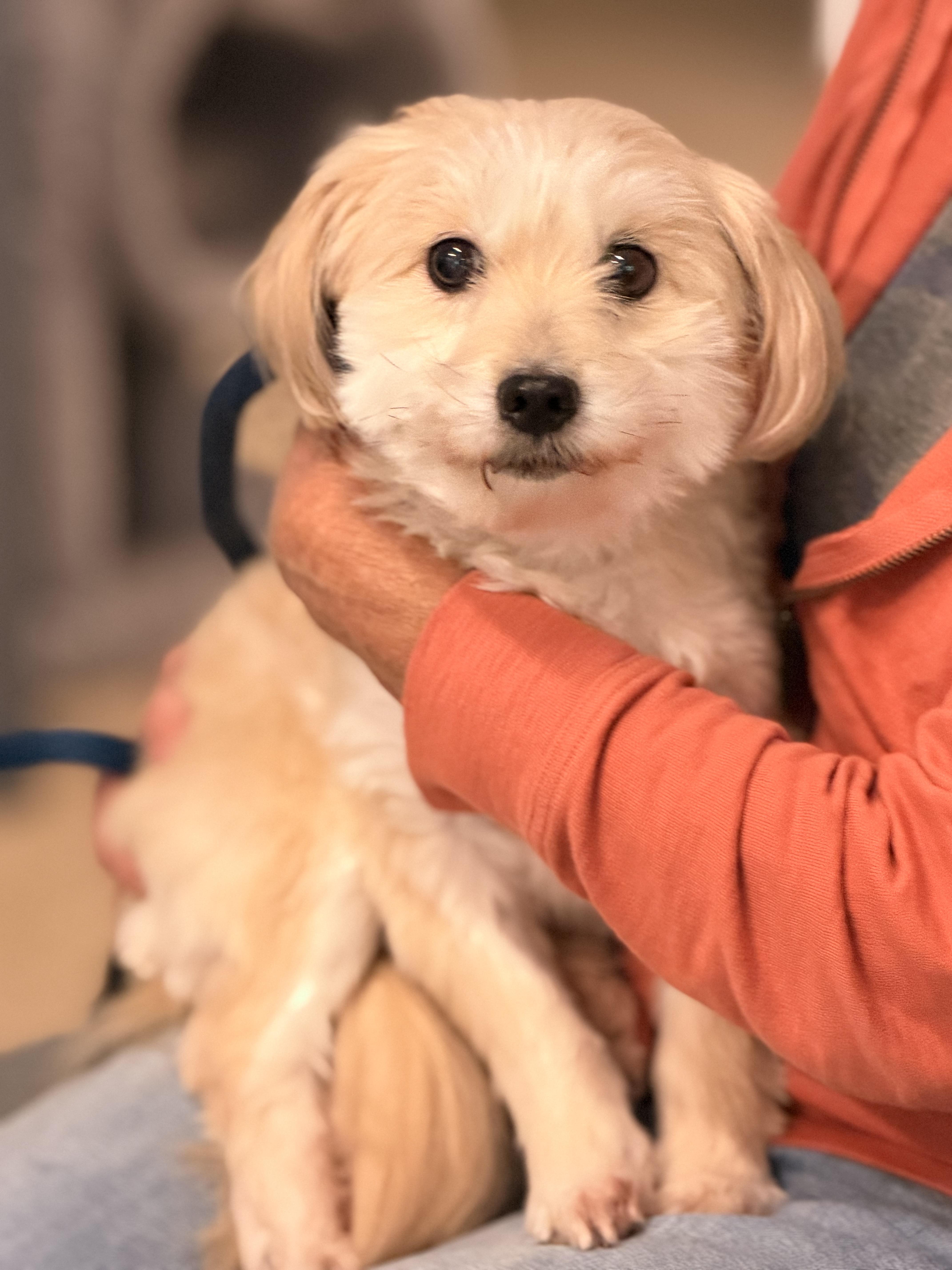 Enlarge Toby, a Adopted Maltipoo in Richmond, VA image 3/6