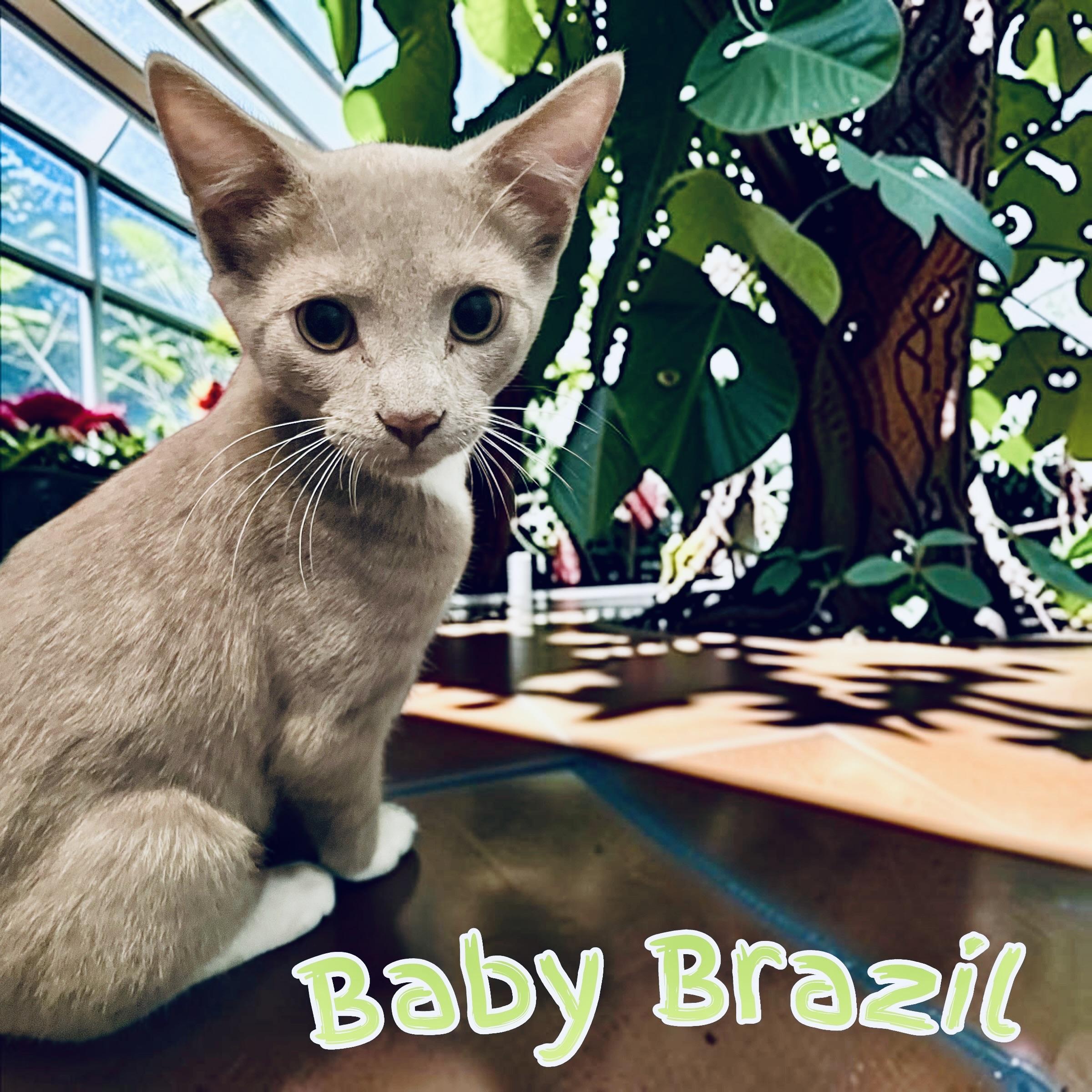 Brazil, a Adoptable Domestic Short Hair in Woodbridge, VA image 5/6