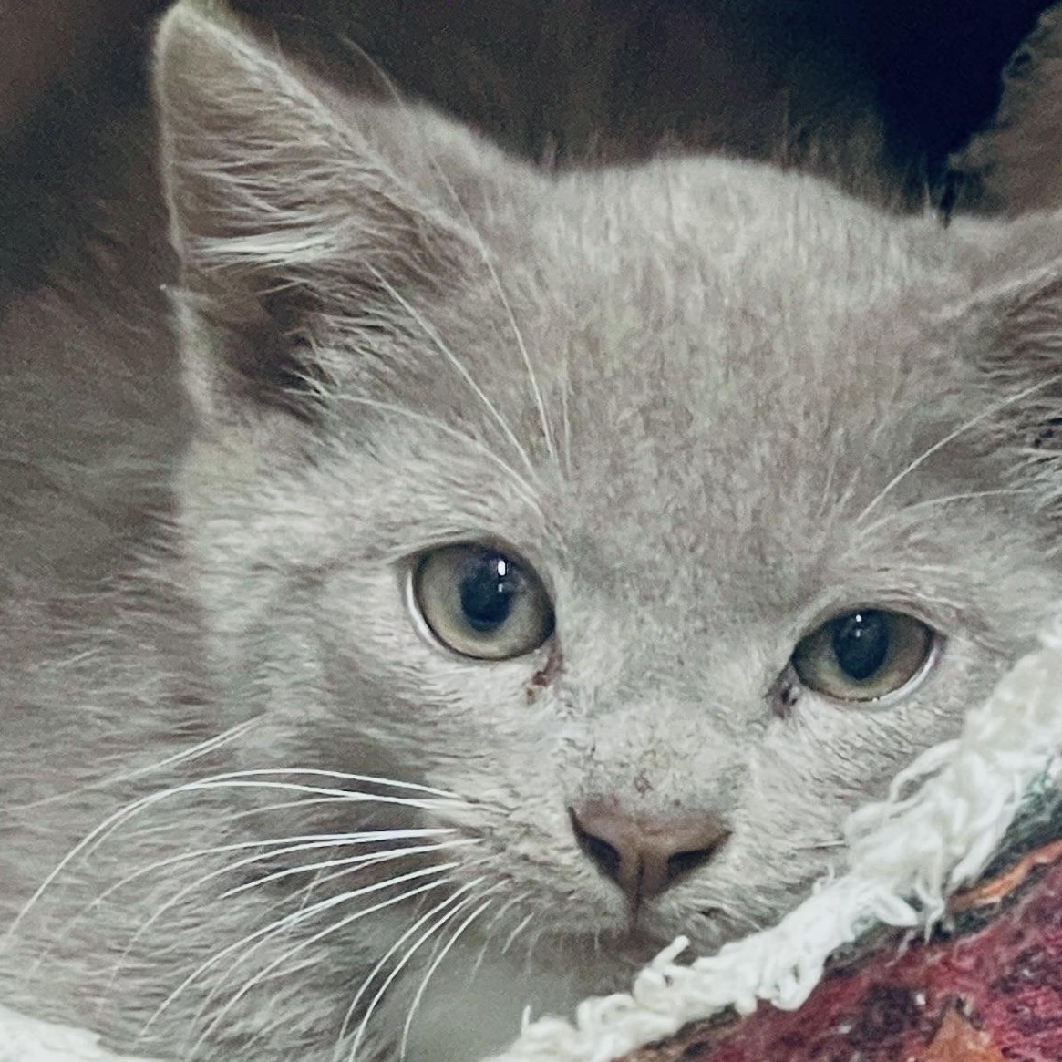 Brazil, a Adoptable Domestic Short Hair in Woodbridge, VA image 2/6