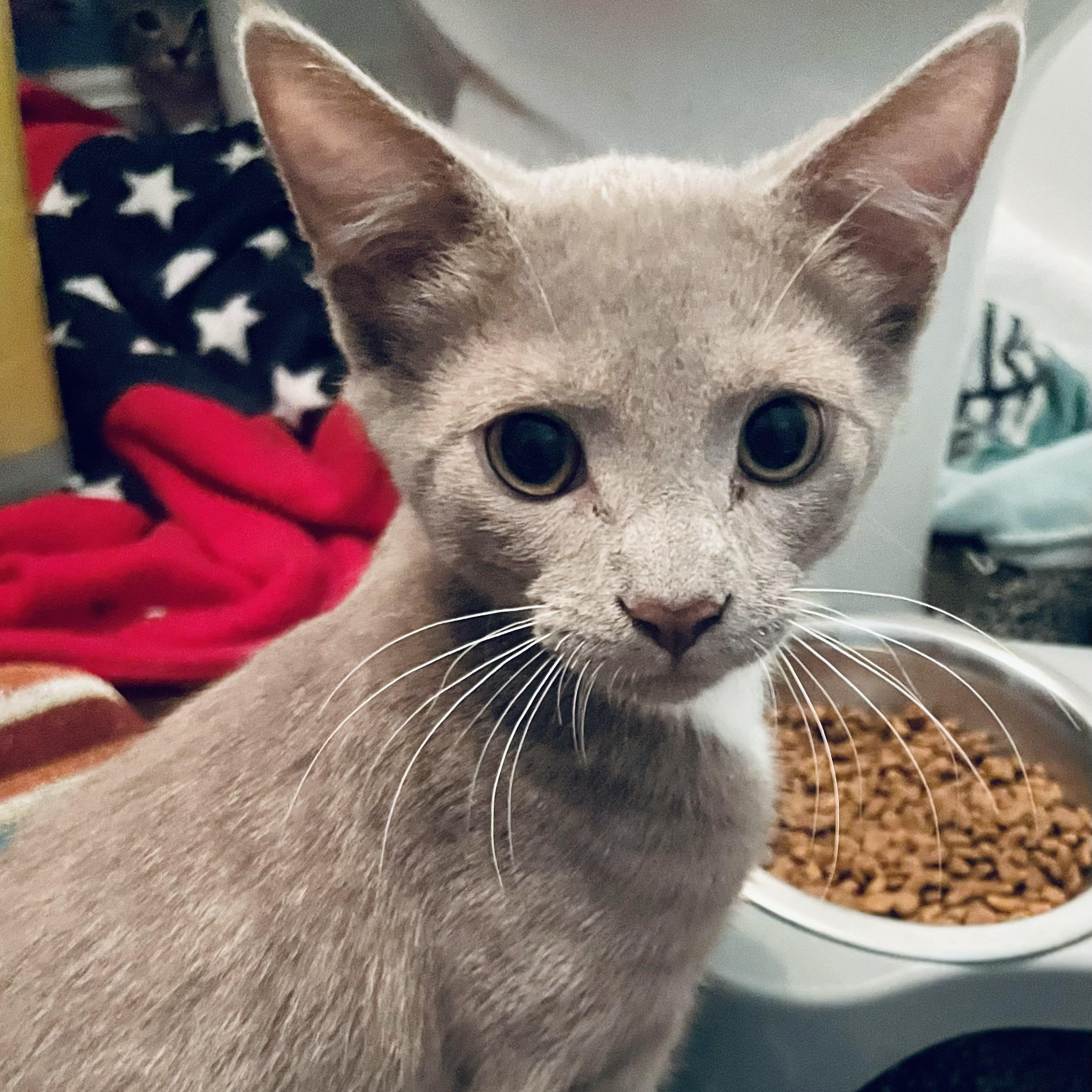 Brazil, a Adoptable Domestic Short Hair in Woodbridge, VA image 6/6
