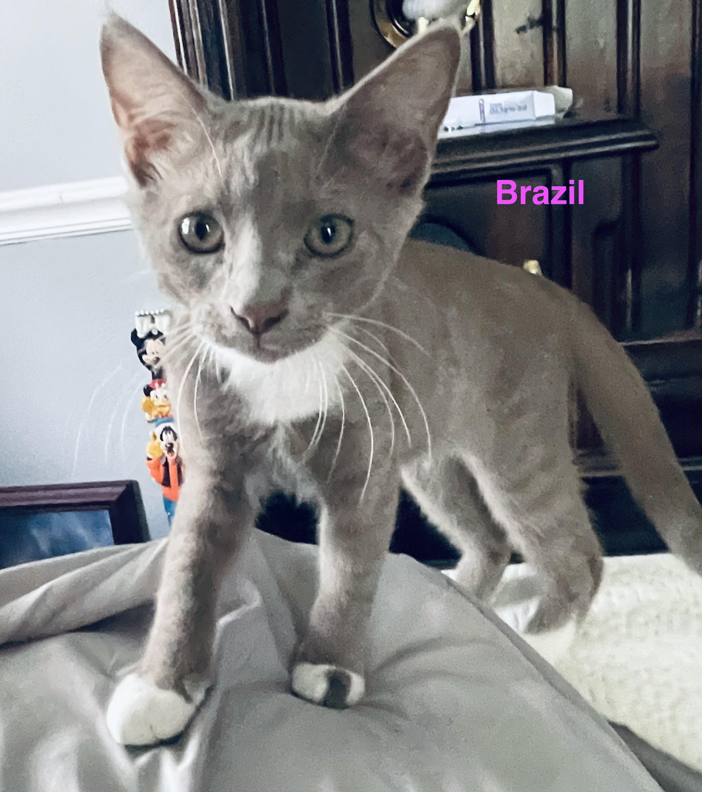 Brazil, Adoptable, Kitten Male Domestic Short Hair.