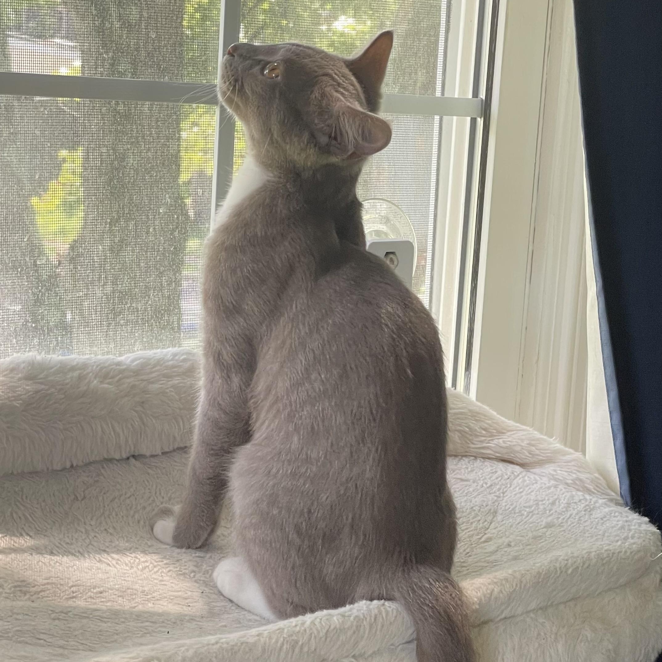 Brazil, a Adoptable Domestic Short Hair in Woodbridge, VA image 3/6