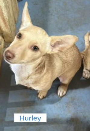 Hurley, Adopted, Puppy Male Pembroke Welsh Corgi & Dachshund.