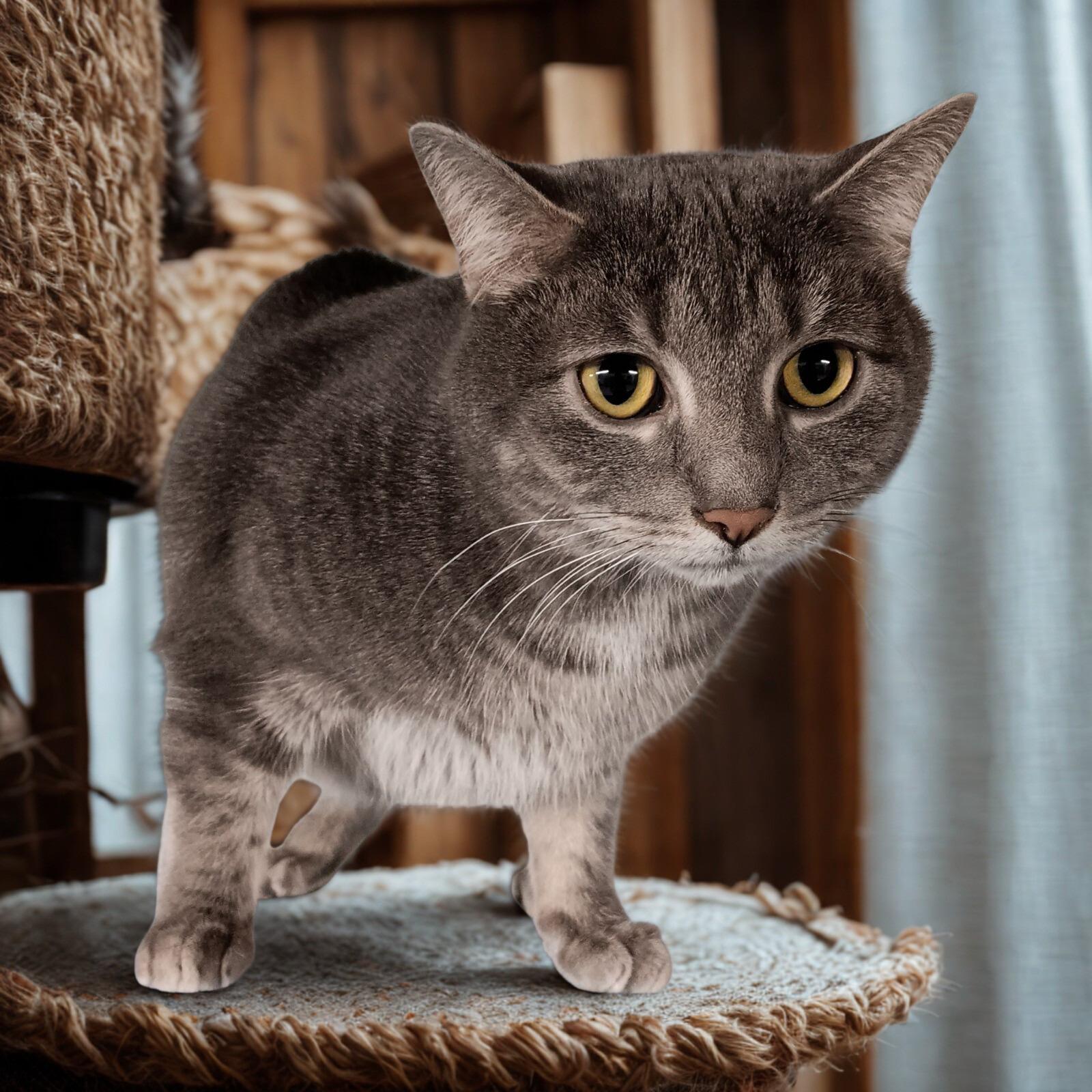 Enlarge Martini, a Adoptable Domestic Short Hair in Dayton, OH image 1/2