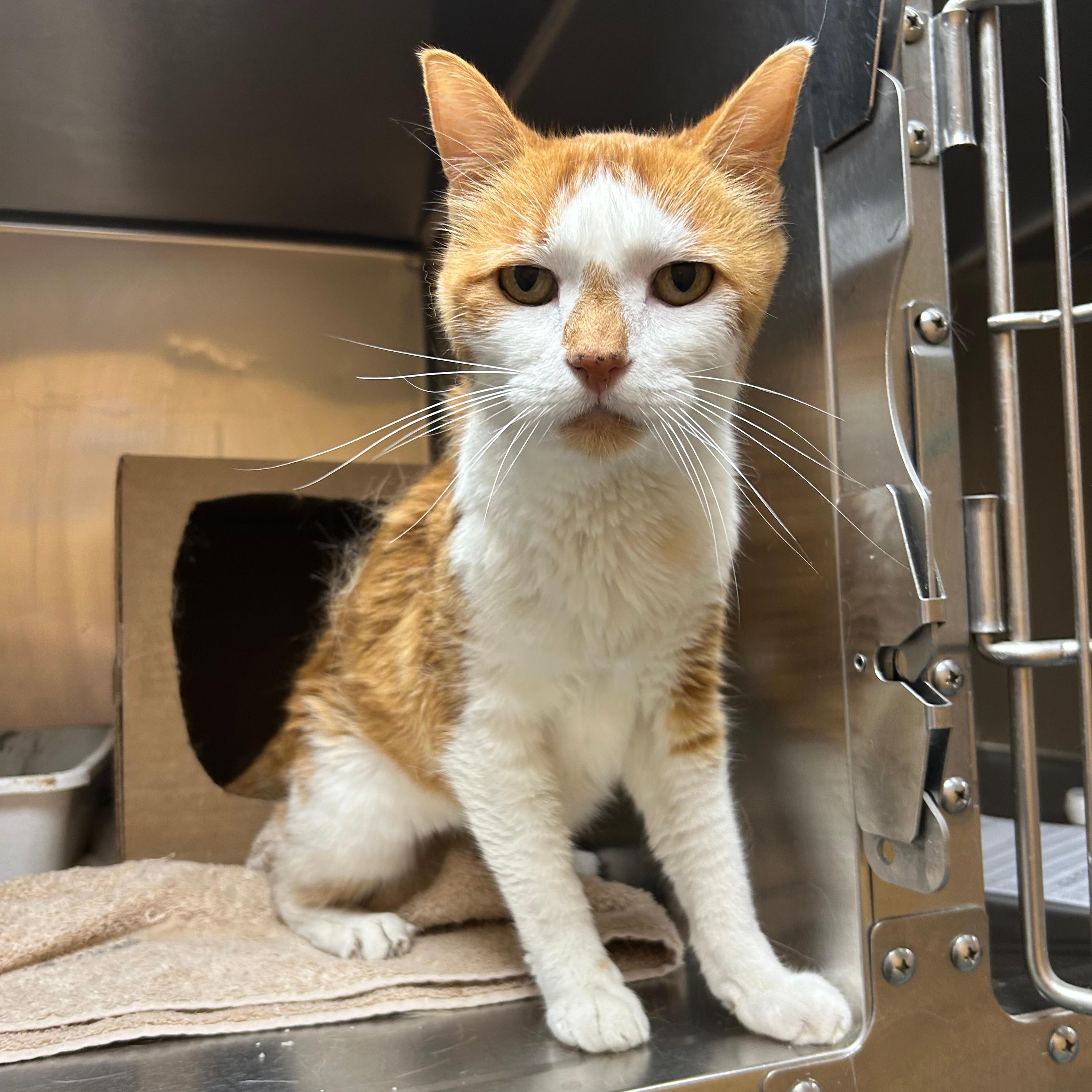 Tiger, ADOPTABLE, Senior Male Domestic Short Hair.