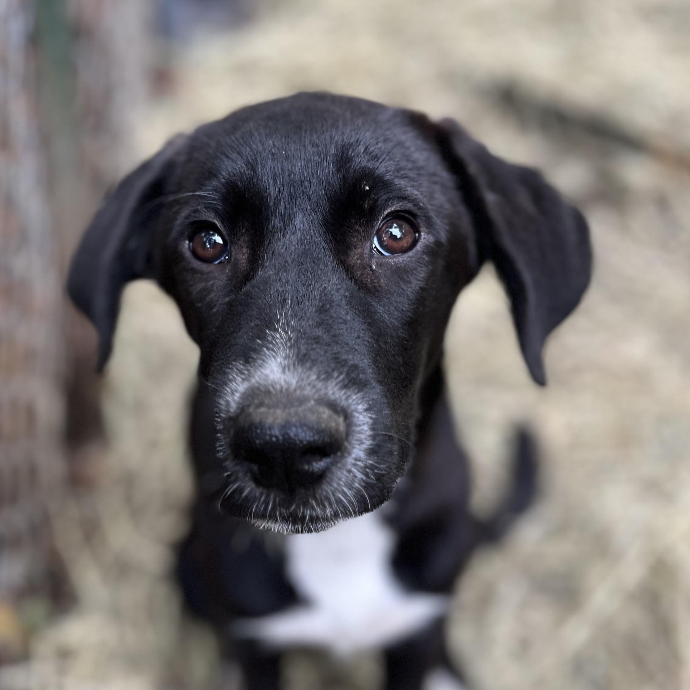 Snookie (Reduced Fee Until 12/15), a Adoptable mixed breed in Portland, ME image 3/4