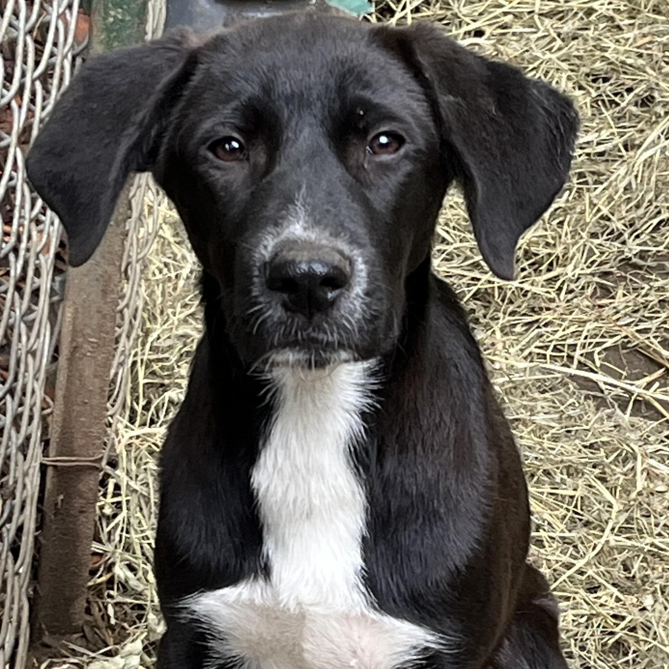 Snookie (Reduced Fee Until 12/15), a Adoptable mixed breed in Portland, ME image 2/4
