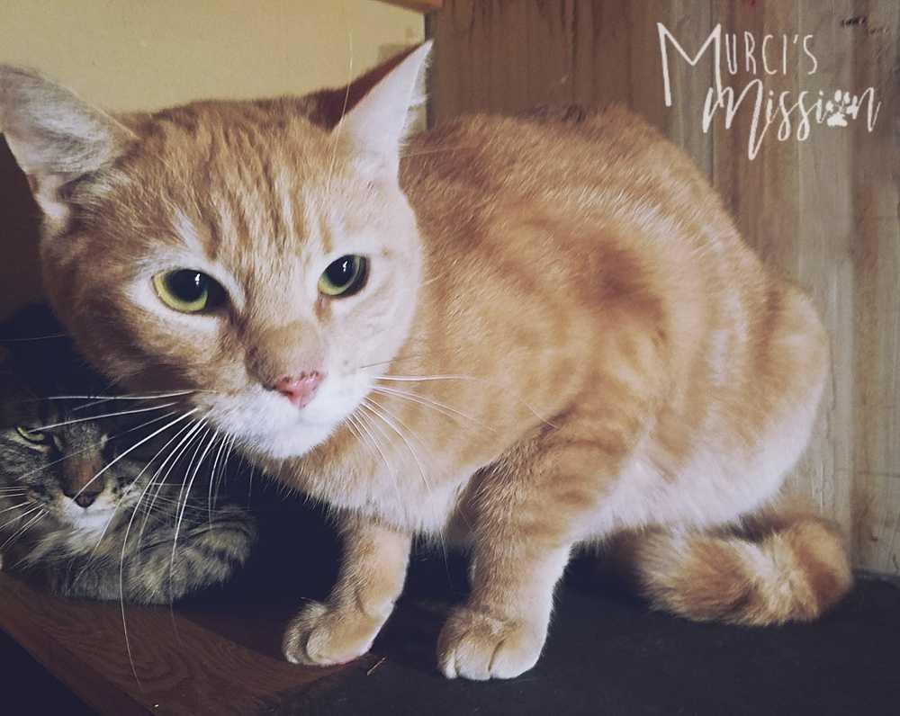 Ronnie, Adopted, Adult Male Domestic Short Hair.