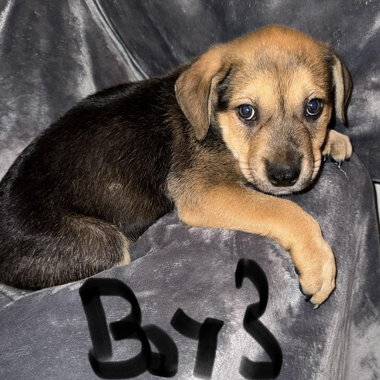 PUPPY BOY 3, an adopted mixed breed in Weatherford, TX image 1/6