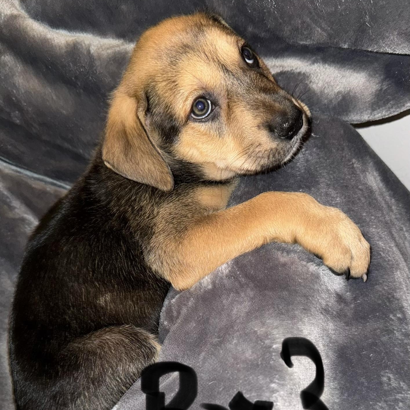 PUPPY BOY 3, an adopted mixed breed in Weatherford, TX image 3/6