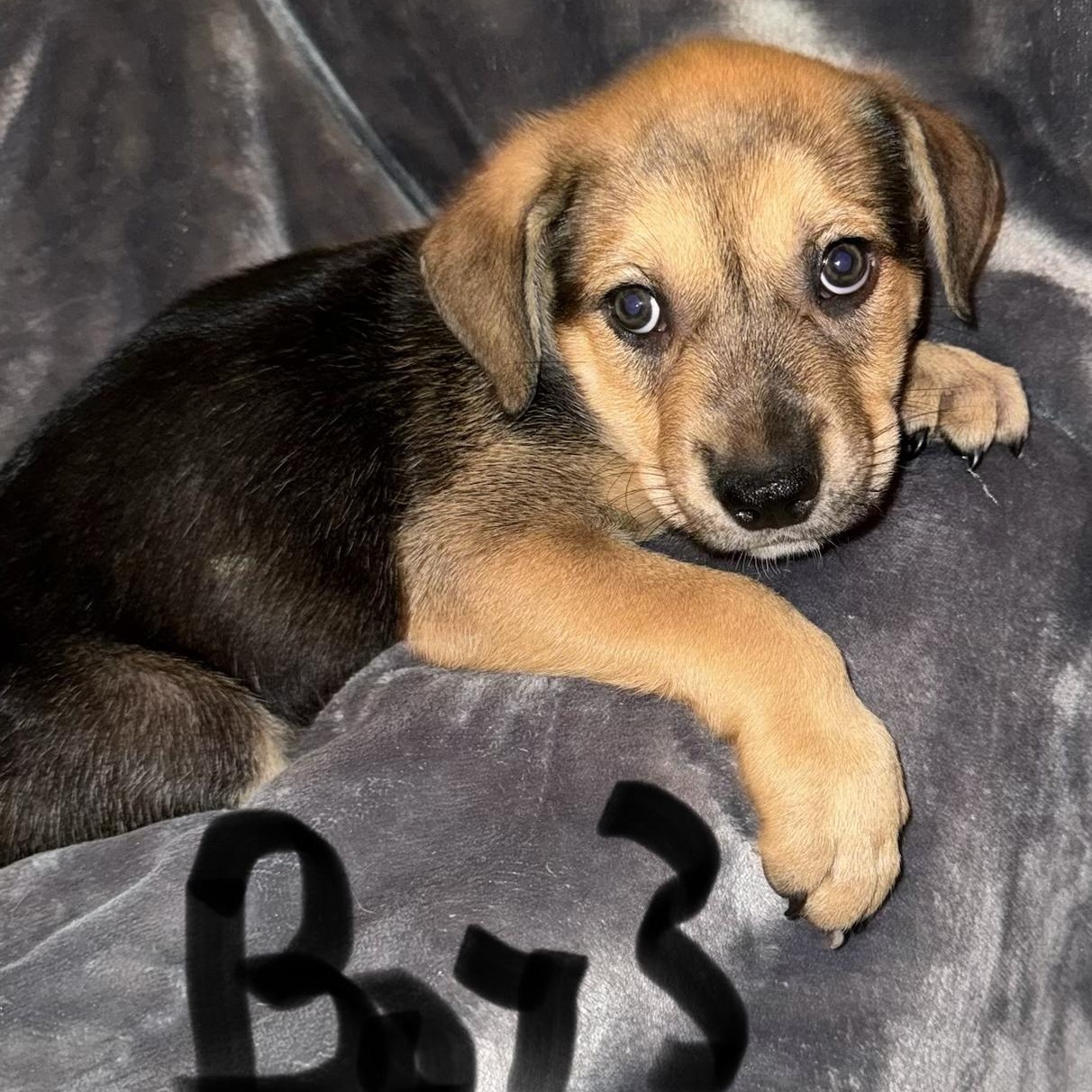 PUPPY BOY 3, an adopted mixed breed in Weatherford, TX image 4/6