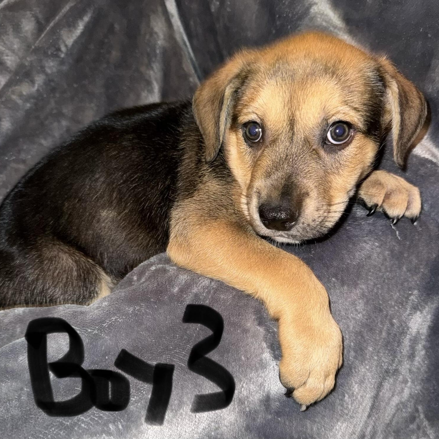 PUPPY BOY 3, an adopted mixed breed in Weatherford, TX image 5/6
