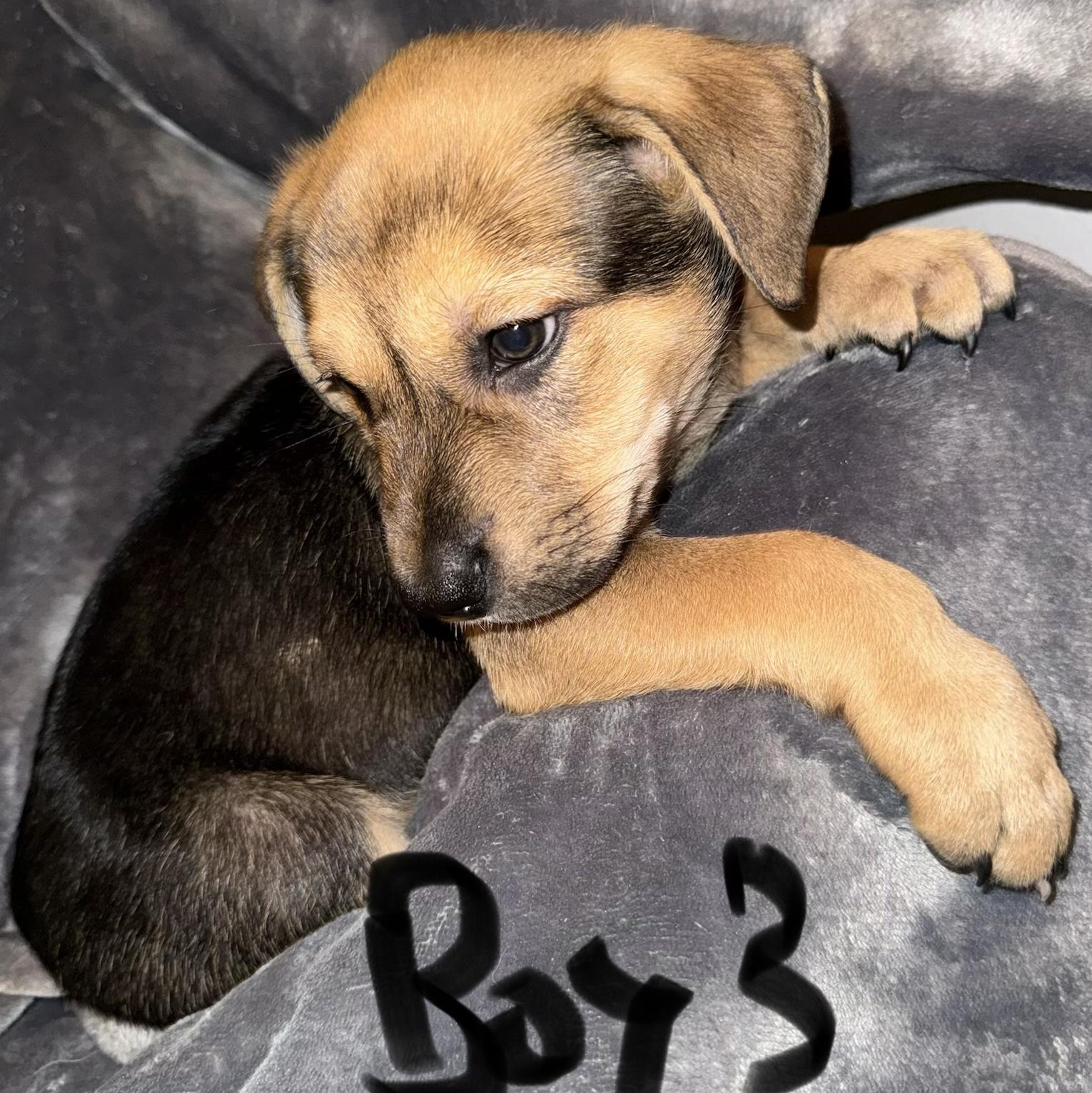 PUPPY BOY 3, an adopted mixed breed in Weatherford, TX image 2/6