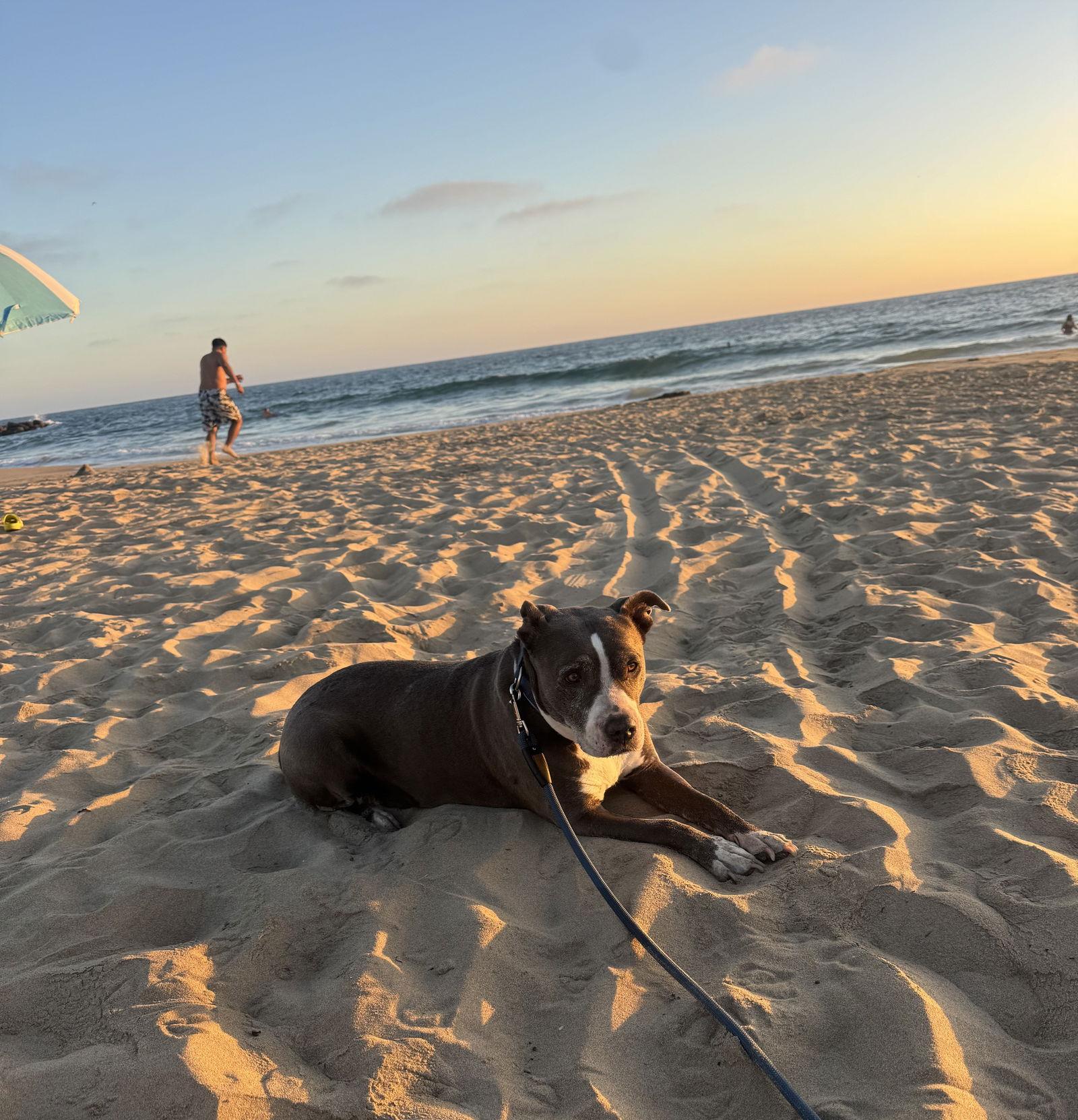 Mabel - Courtesy Post, Adoptable, Senior Female Pit Bull Terrier.