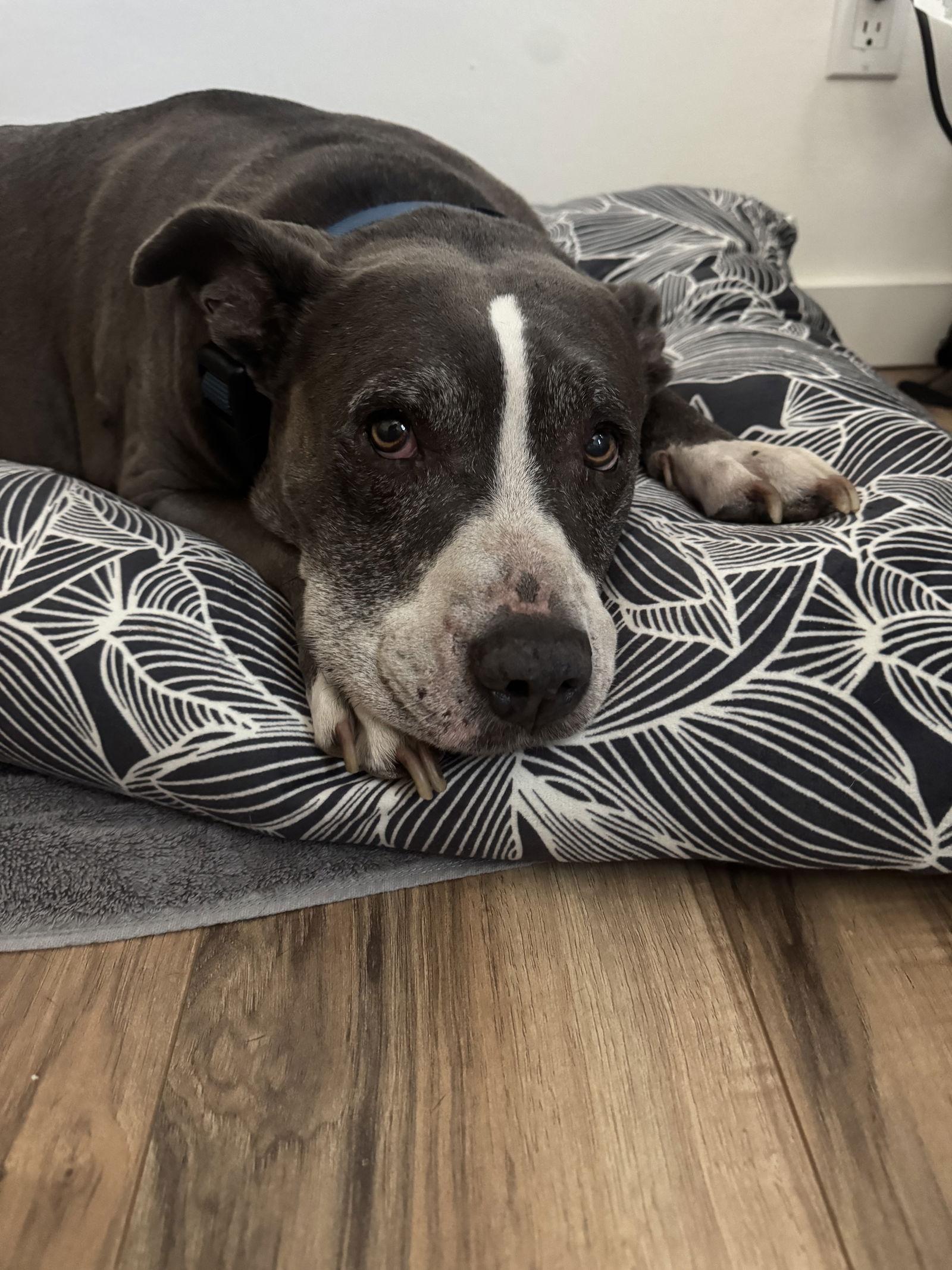 Enlarge Mabel - Courtesy Post, a Adoptable Pit Bull Terrier in San Diego, CA image 3/3