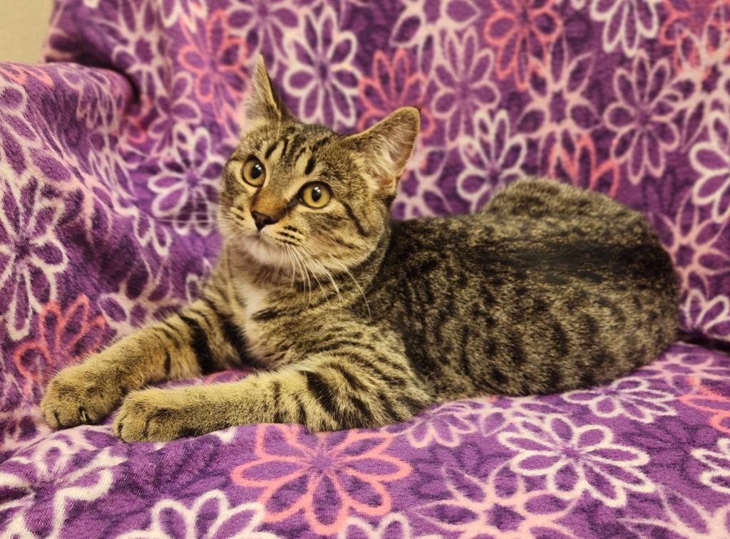 Reed, Adoptable, Kitten Female Domestic Short Hair.