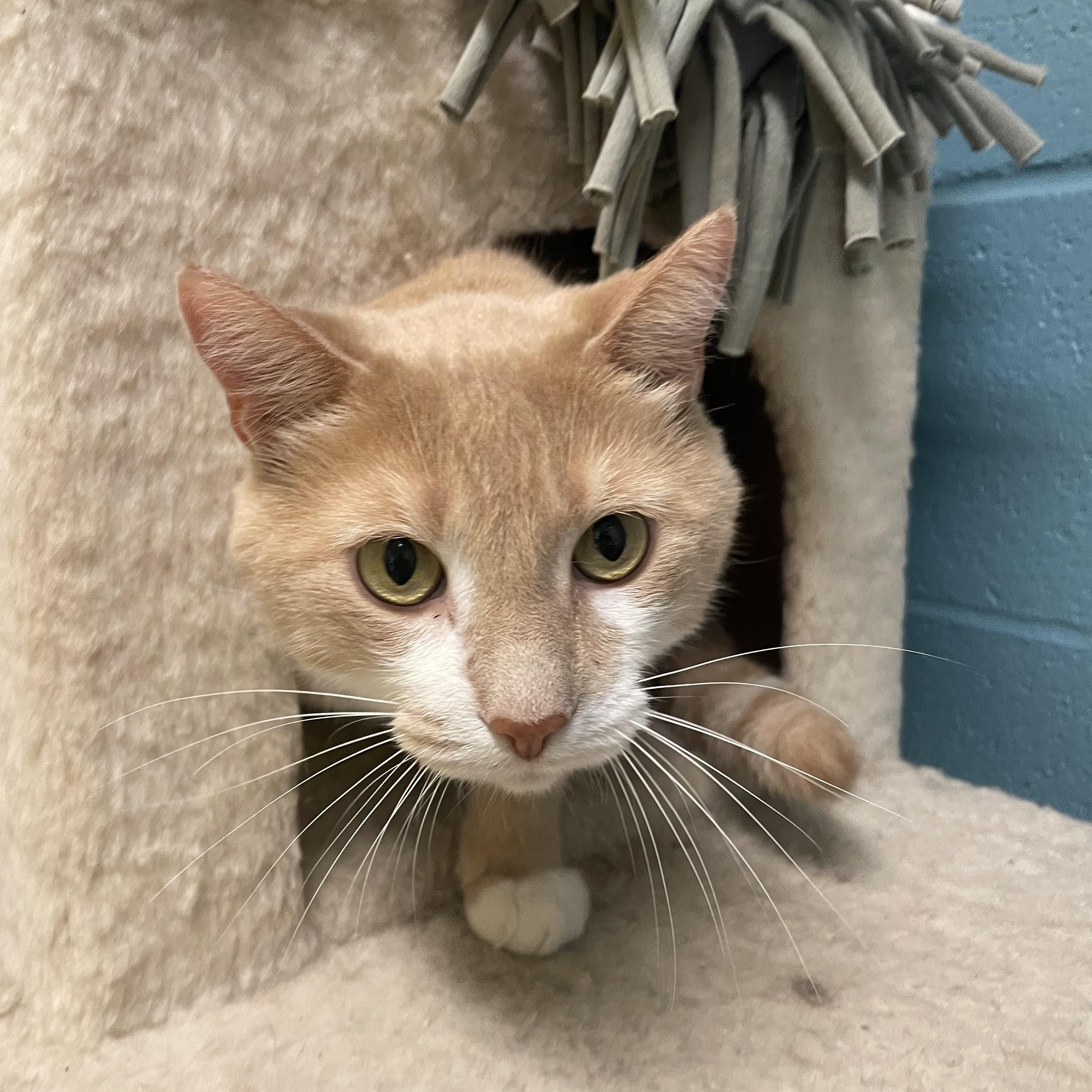 Enlarge Draco, an adopted mixed breed in Gladstone, MO image 1/1