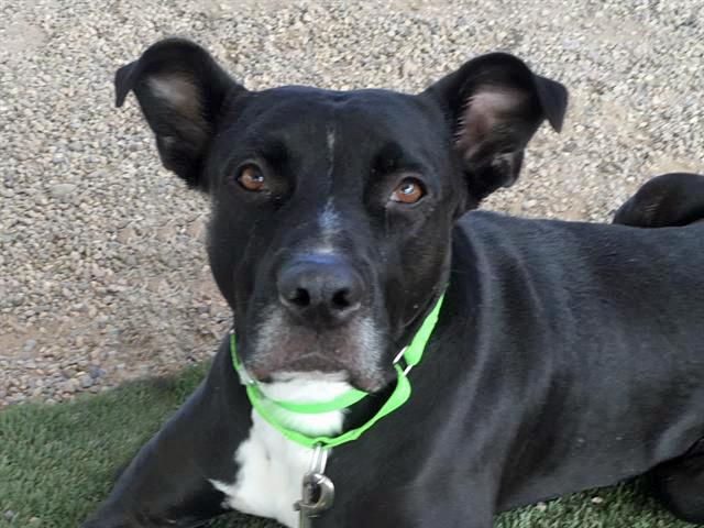 DARREN*, Adoptable, Adult Male Pit Bull Terrier & Labrador Retriever.