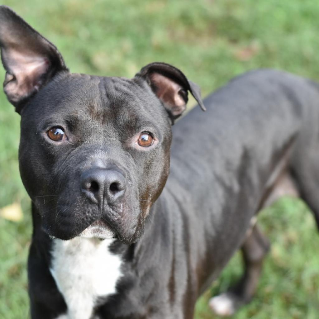 Jet, a Adoptable Staffordshire Bull Terrier in Tomball, TX image 1/5