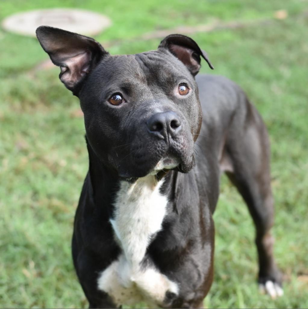 Jet, a Adoptable Staffordshire Bull Terrier in Tomball, TX image 3/5