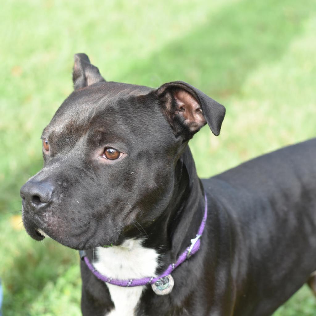 Jet, a Adoptable Staffordshire Bull Terrier in Tomball, TX image 4/5