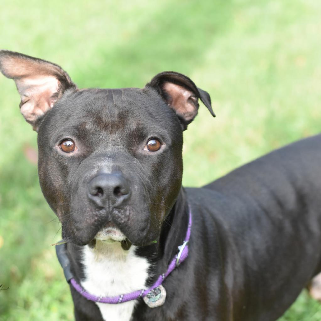 Jet, a Adoptable Staffordshire Bull Terrier in Tomball, TX image 5/5