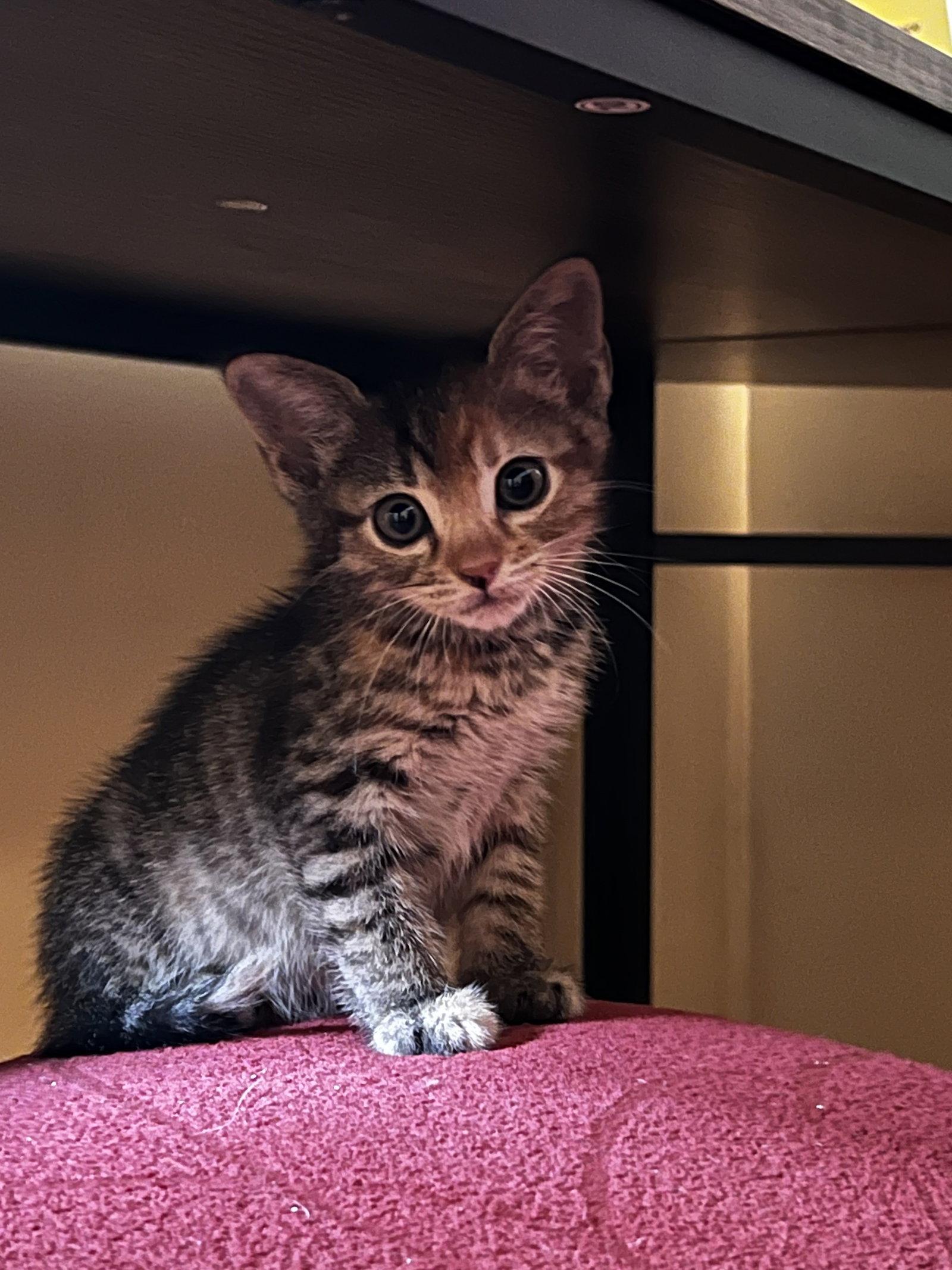 Enlarge Lisa, a Adoptable Tabby in Stone Mountain, GA image 1/3