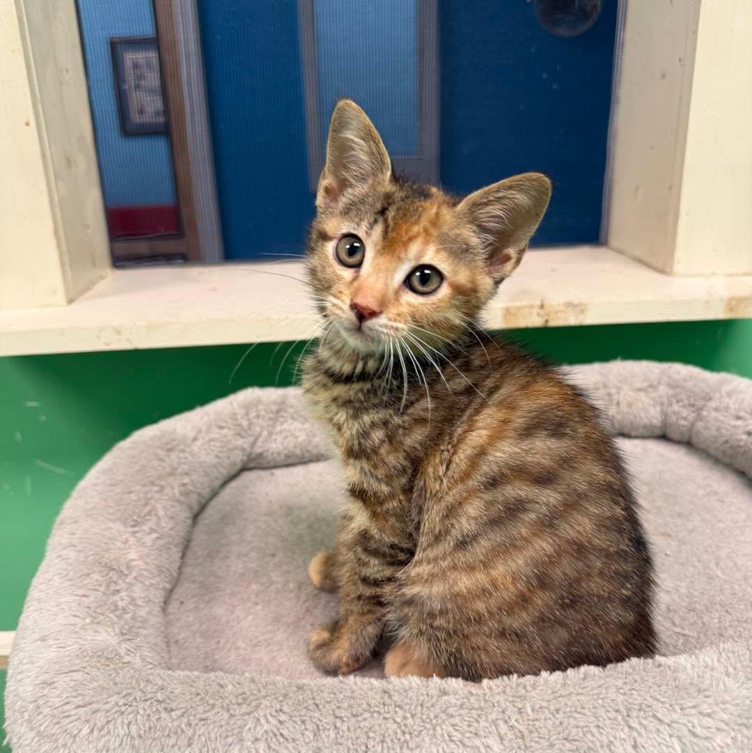 Enlarge Lisa, a Adoptable Tabby in Stone Mountain, GA image 2/3