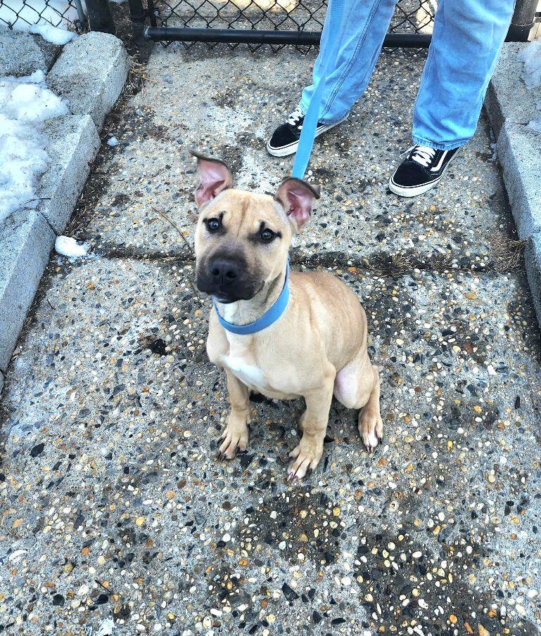 Nina, a ADOPTABLE mixed breed in Perth Amboy, NJ image 2/2