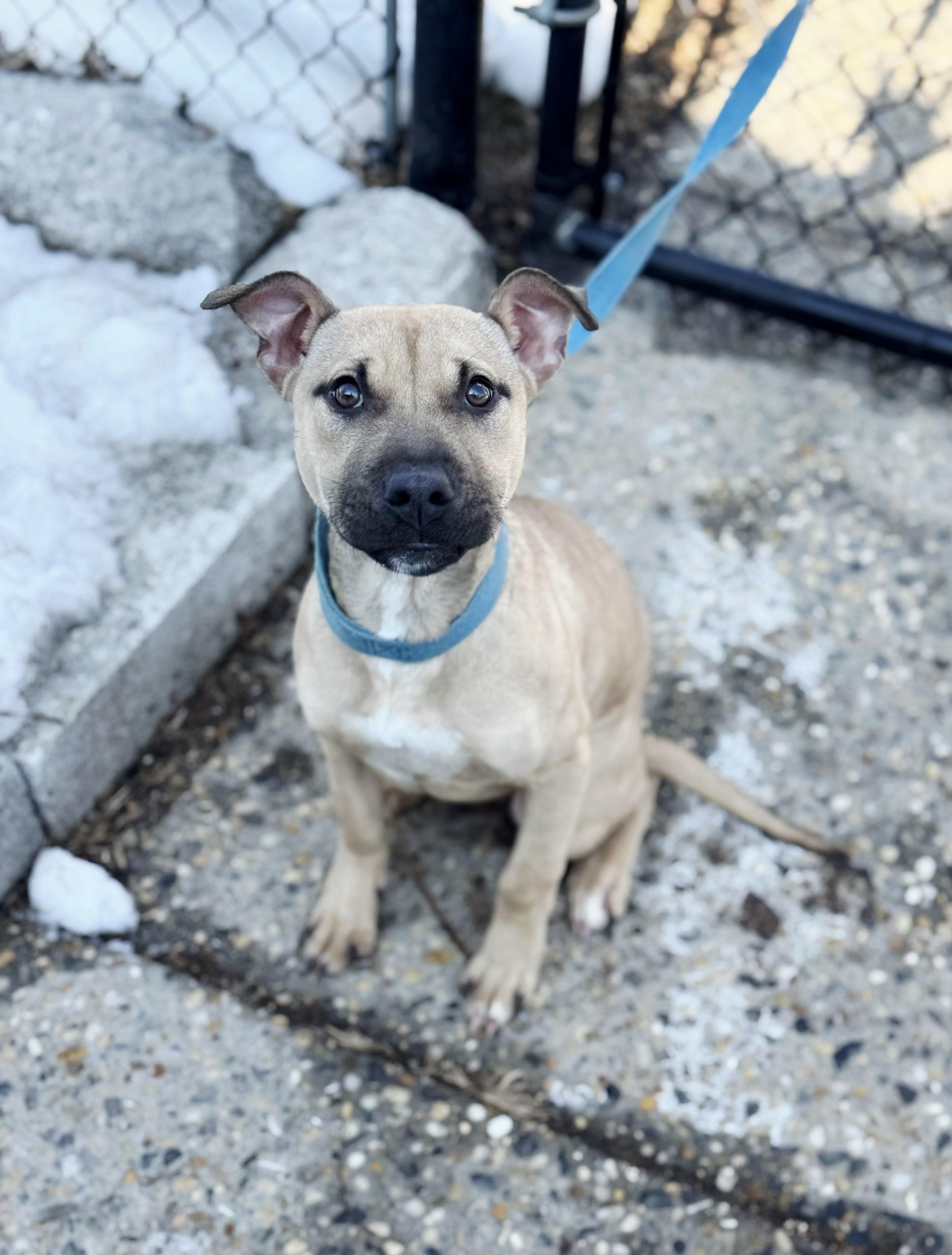 Nina, ADOPTABLE, Puppy Female Mastiff.