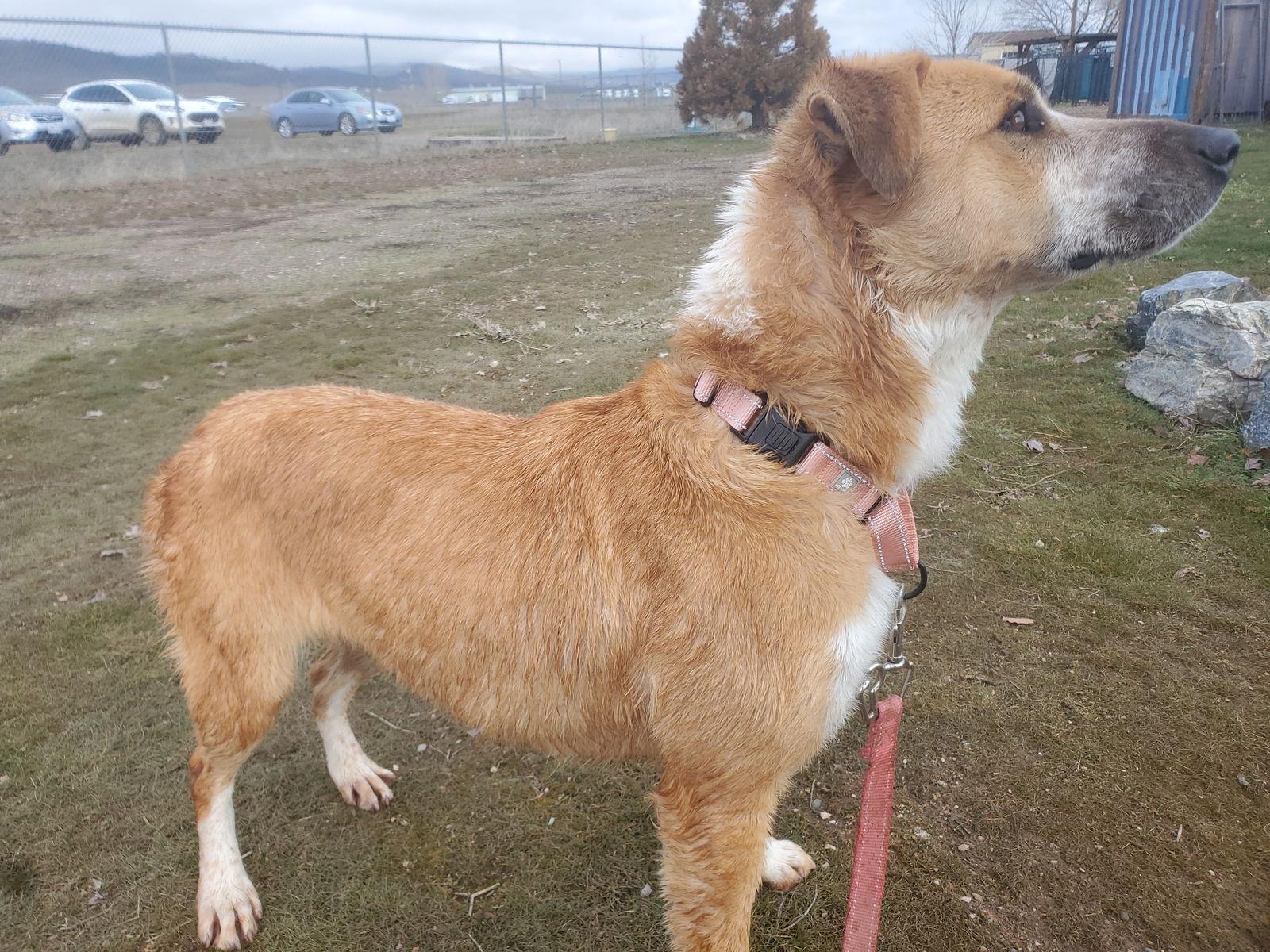 Papaya, a Adoptable mixed breed in Yreka, CA image 2/3