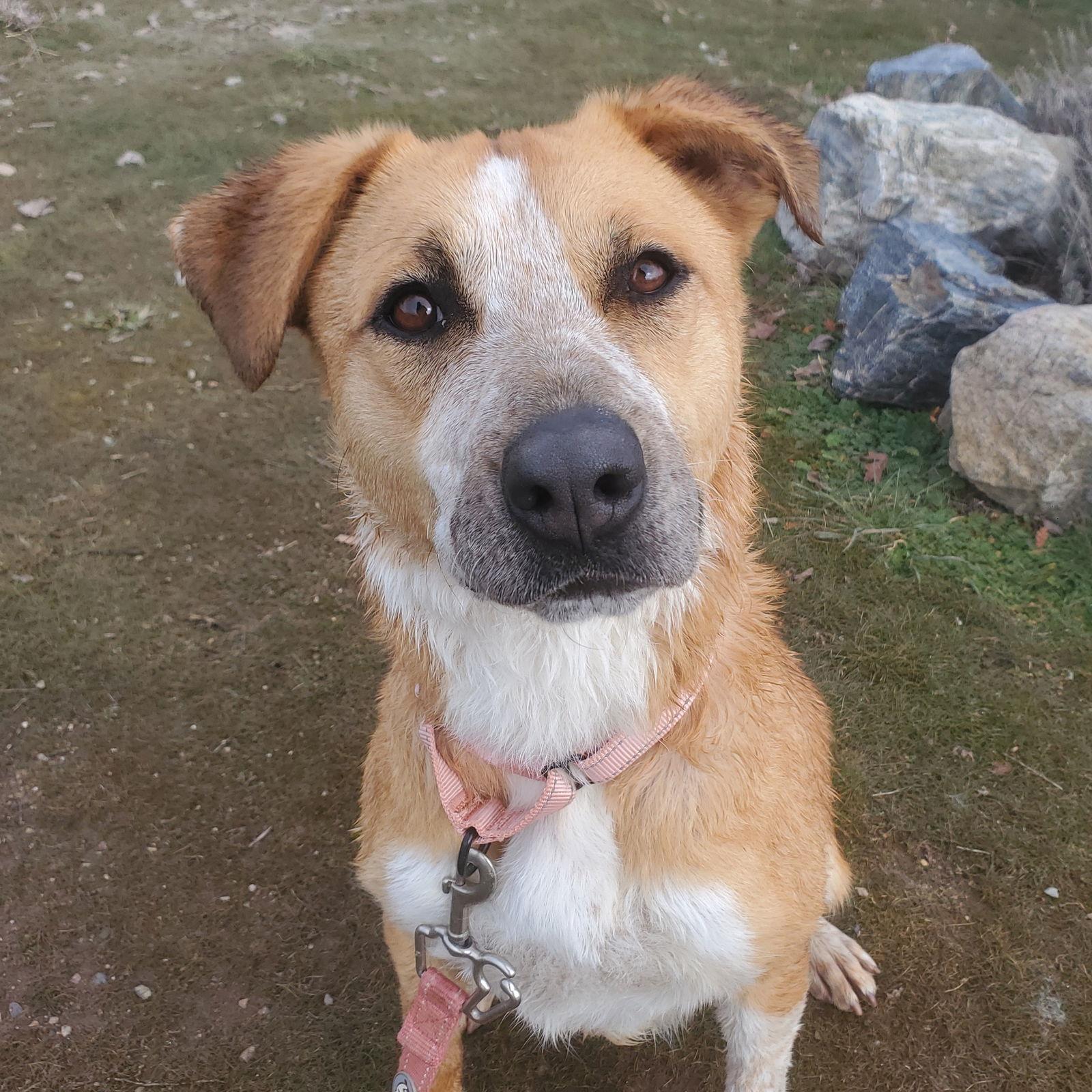 Papaya, a Adoptable mixed breed in Yreka, CA image 3/3