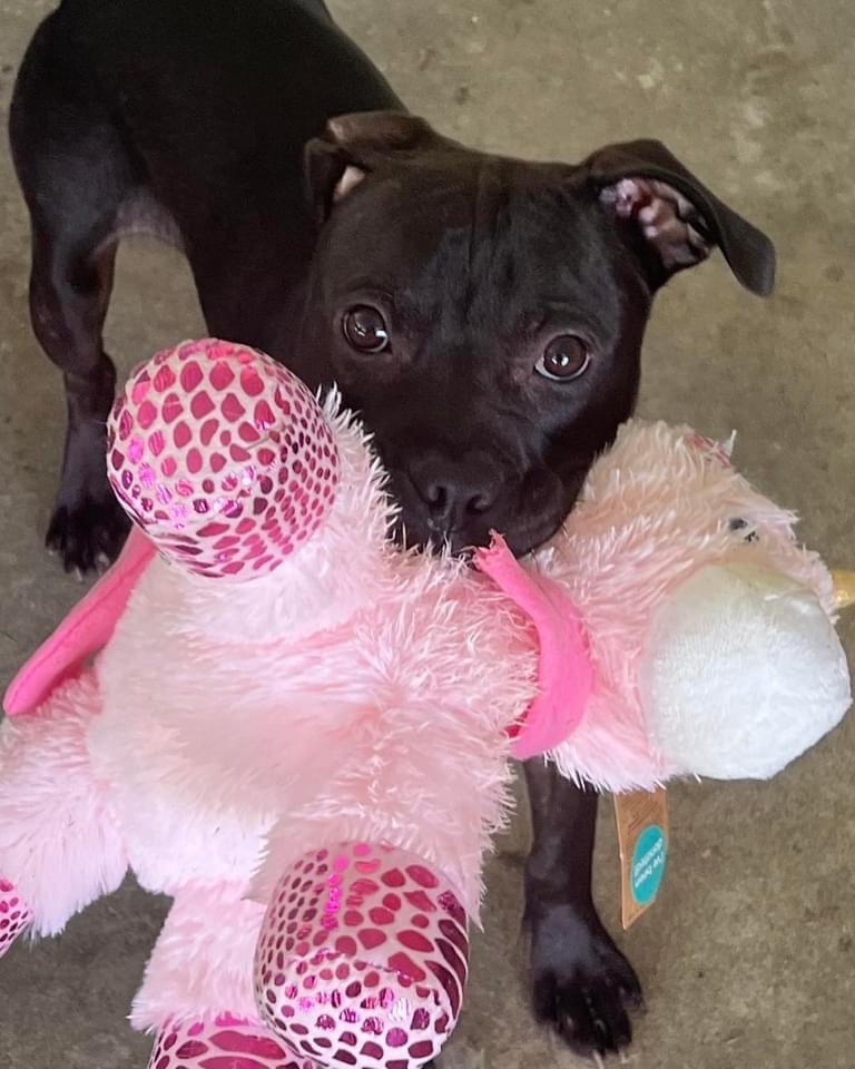 Kennedy, Adopted, Young Male American Bulldog & American Staffordshire Terrier.