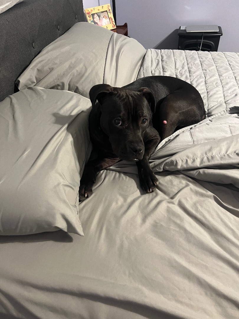 Kennedy, a Adopted mixed breed in Allen Park, MI image 2/4