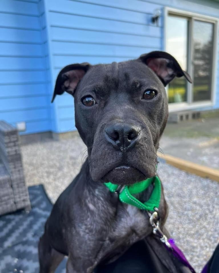 Kennedy, a Adopted mixed breed in Allen Park, MI image 3/4