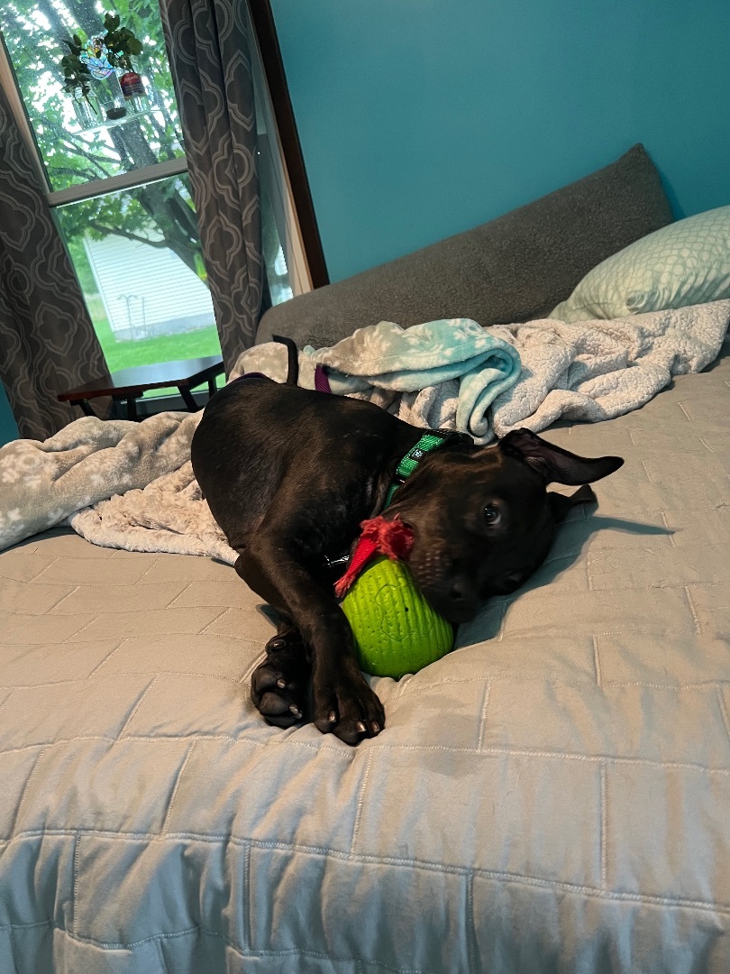 Kennedy, a Adopted mixed breed in Allen Park, MI image 4/4