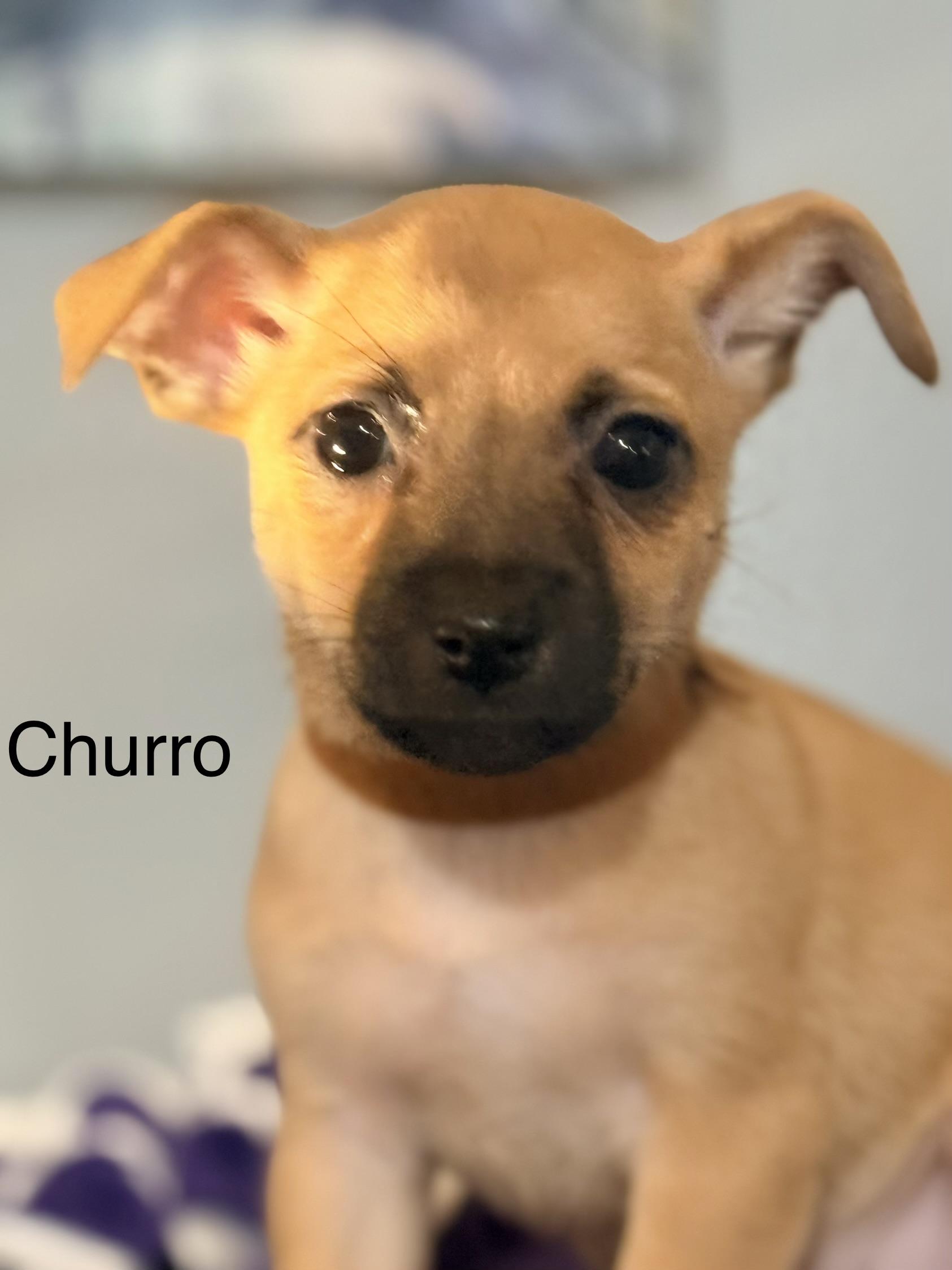 Enlarge Churro, a ADOPTABLE mixed breed in valley springs, CA image 2/2
