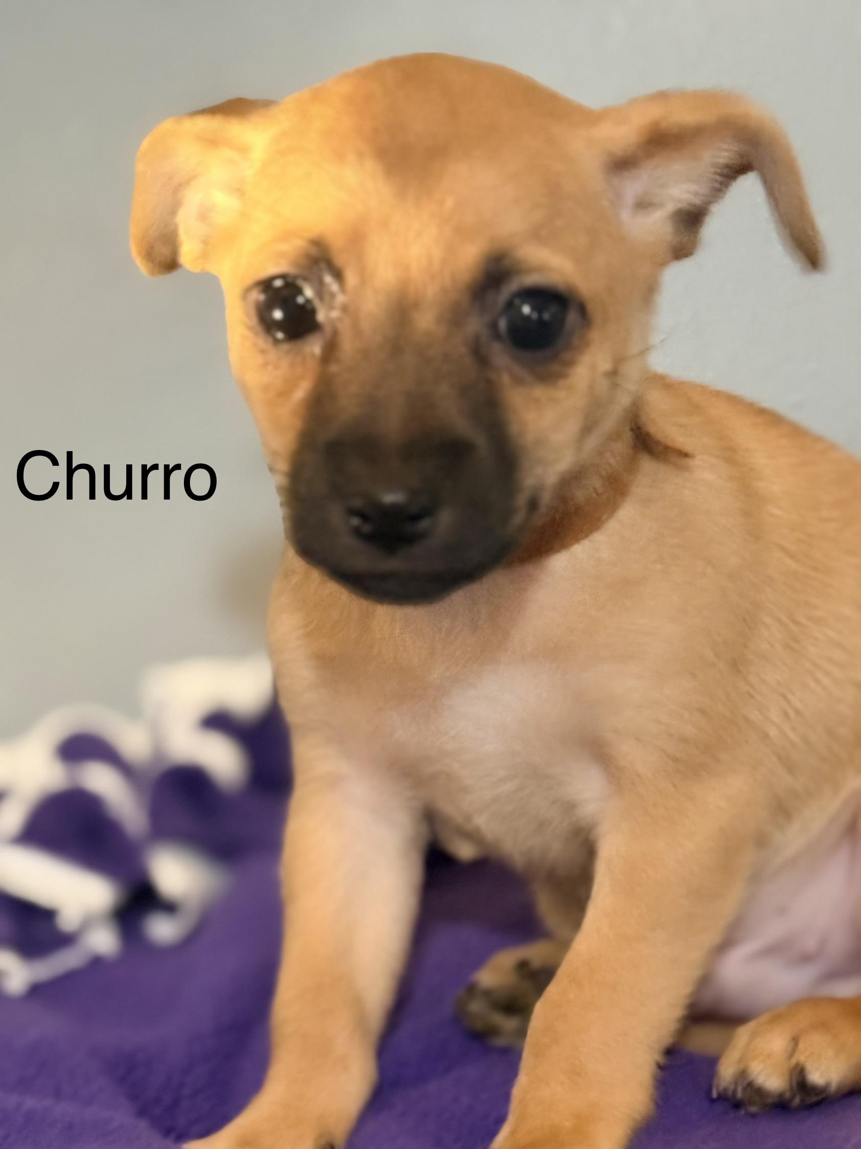 Churro, ADOPTABLE, Puppy Male Chihuahua.