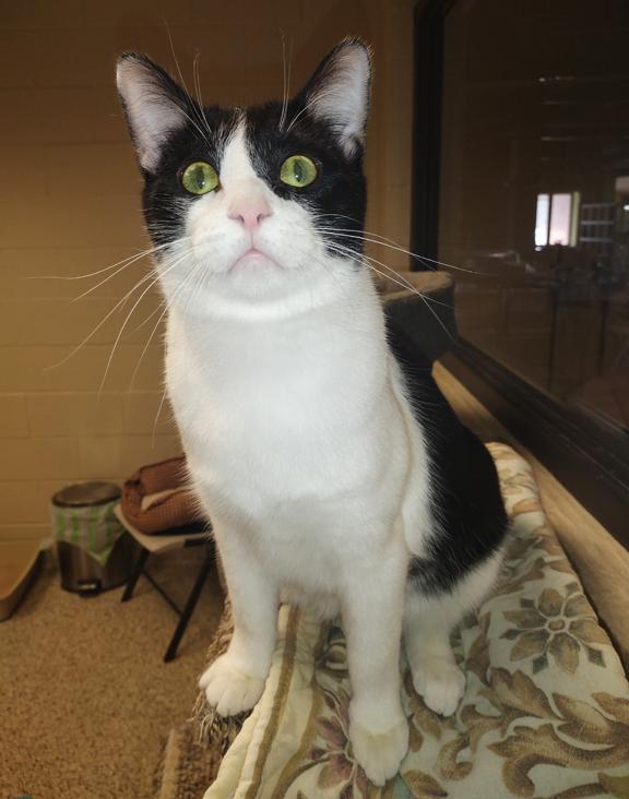 TopHat, Adoptable, Young Male Domestic Short Hair.