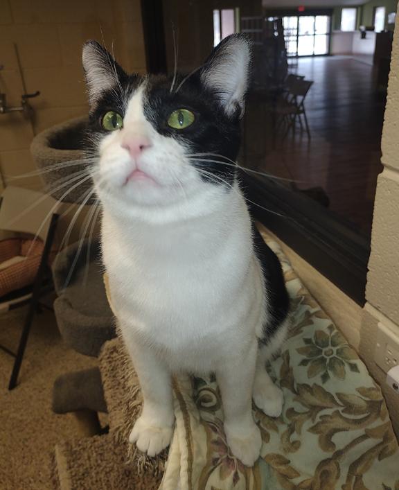 Enlarge TopHat, a Adoptable Domestic Short Hair in Schaumburg, IL image 3/3