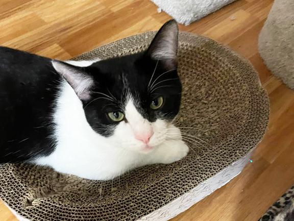 Enlarge TopHat, a Adoptable Domestic Short Hair in Schaumburg, IL image 1/1