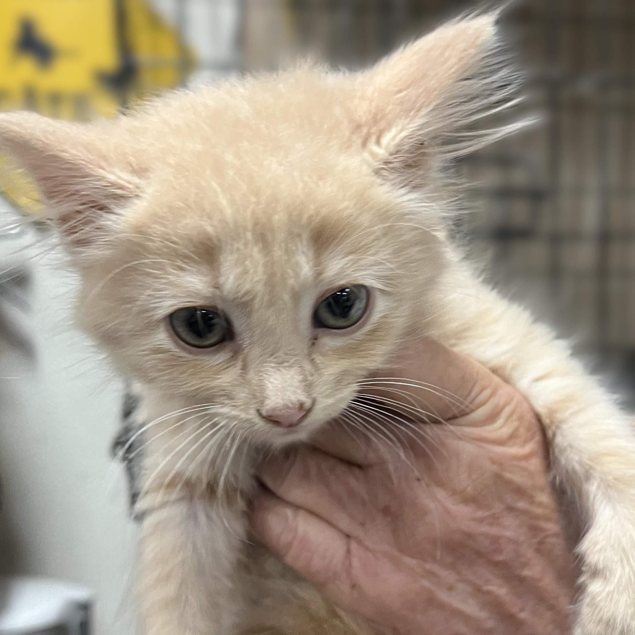 Coral, an adopted Domestic Medium Hair in Shingletown, CA image 3/3