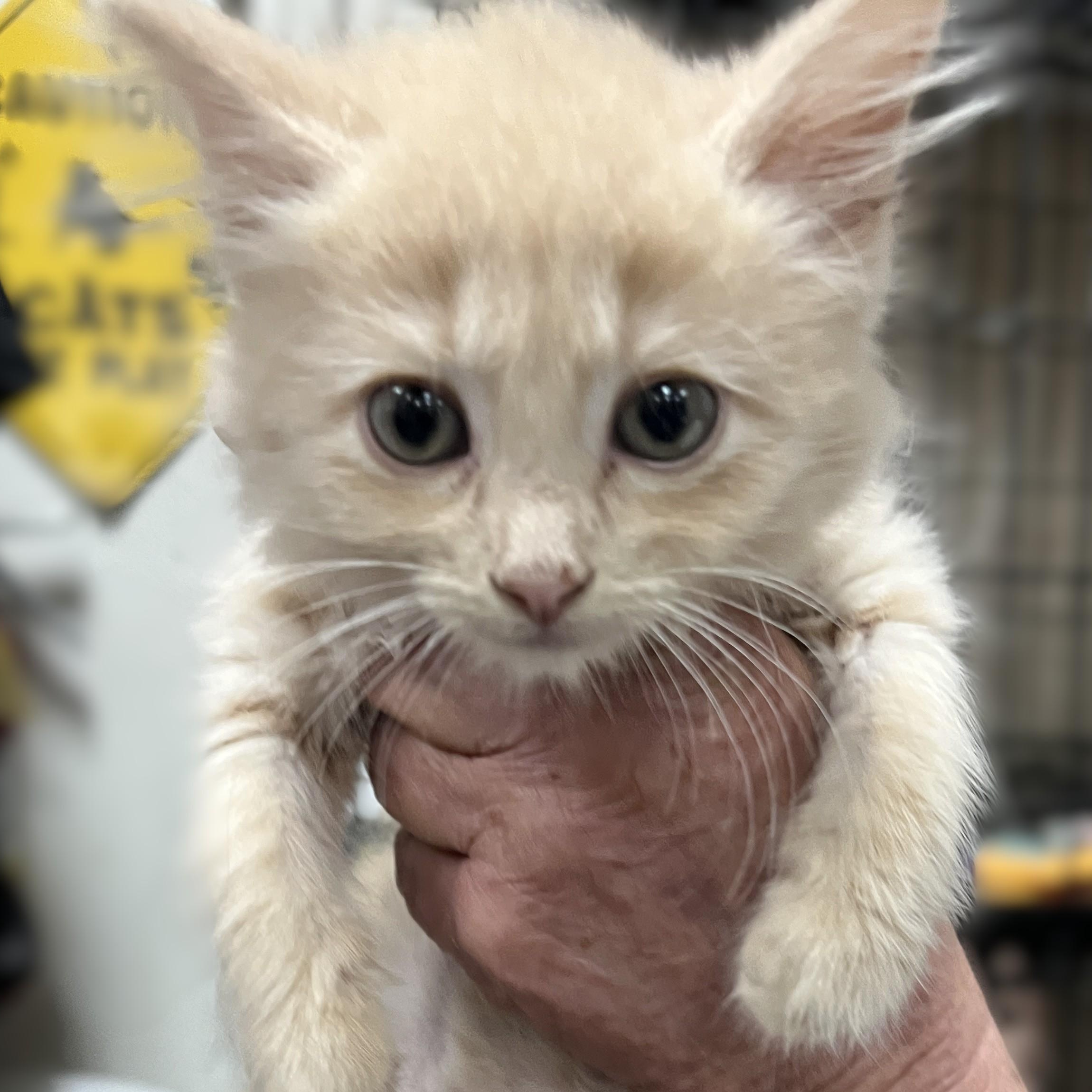 Coral, an adopted Domestic Medium Hair in Shingletown, CA image 1/3