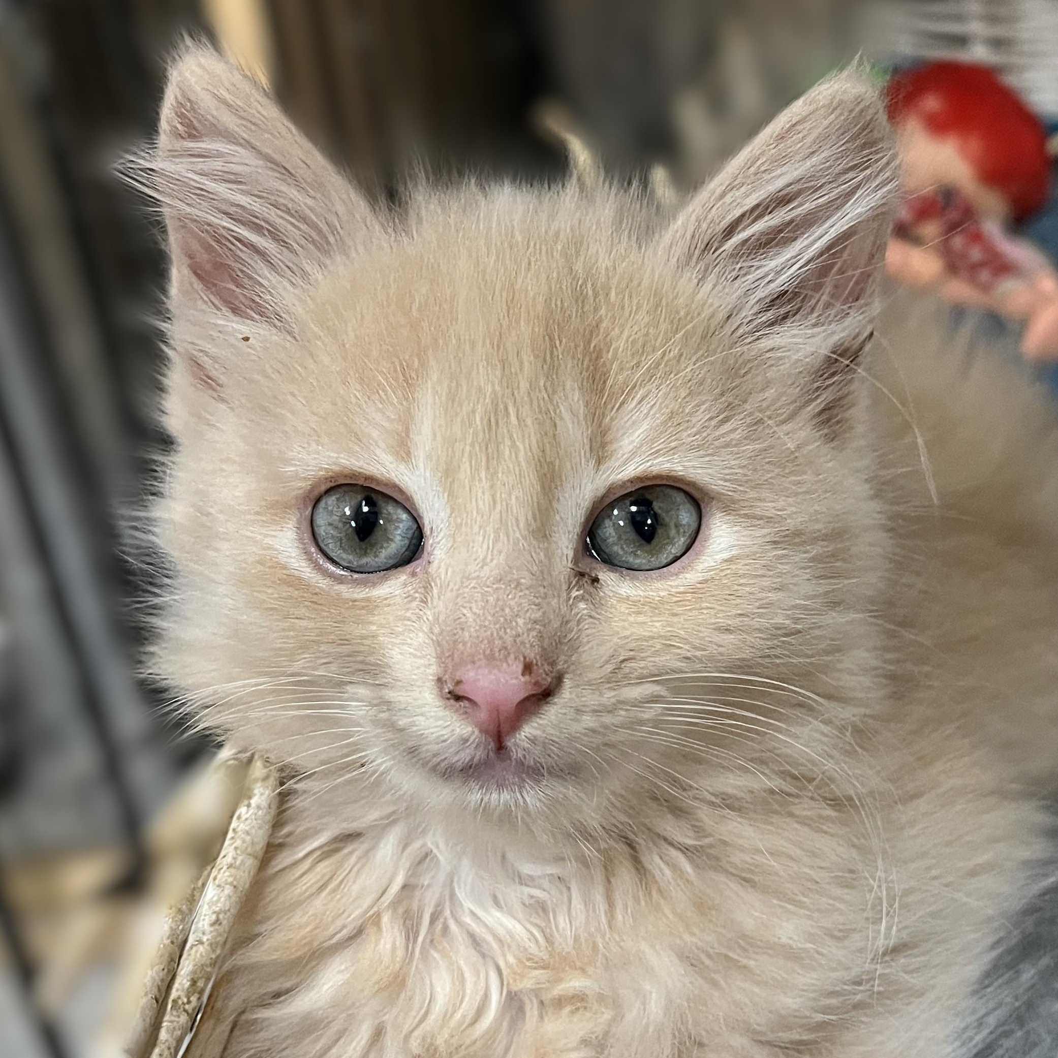 Coral, an adopted Domestic Medium Hair in Shingletown, CA image 2/3