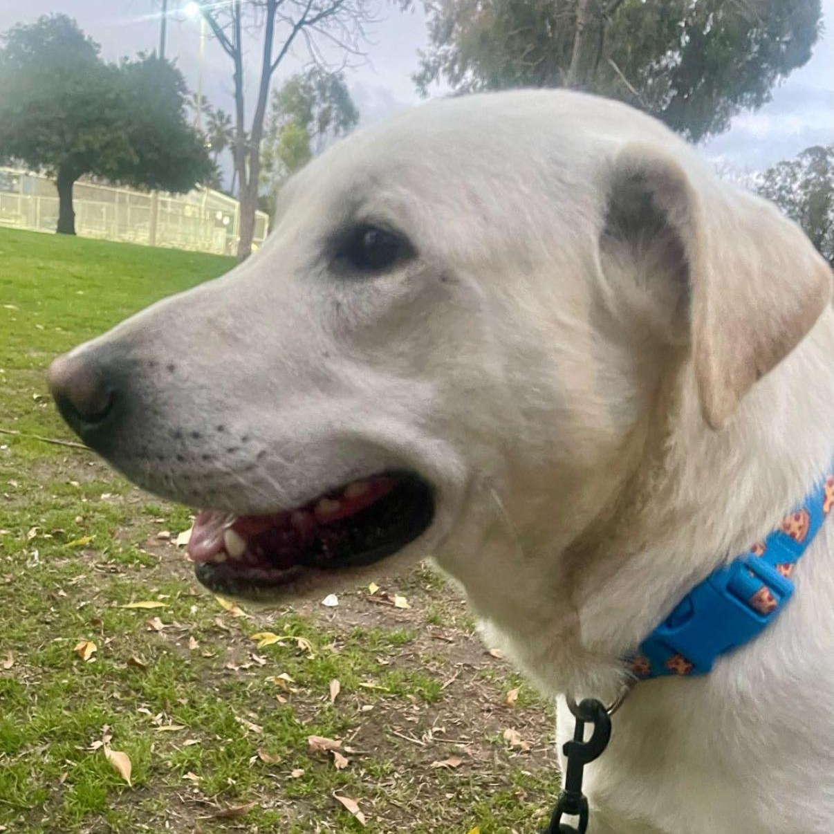 Barkley photo 6