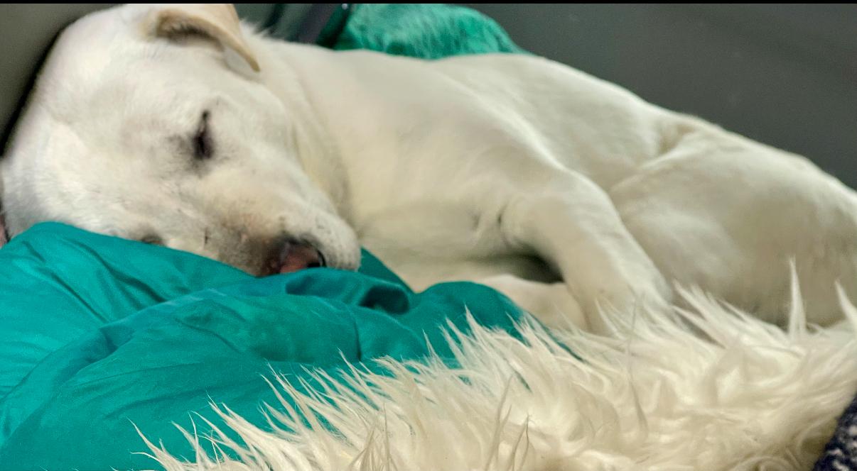 Barkley photo 4