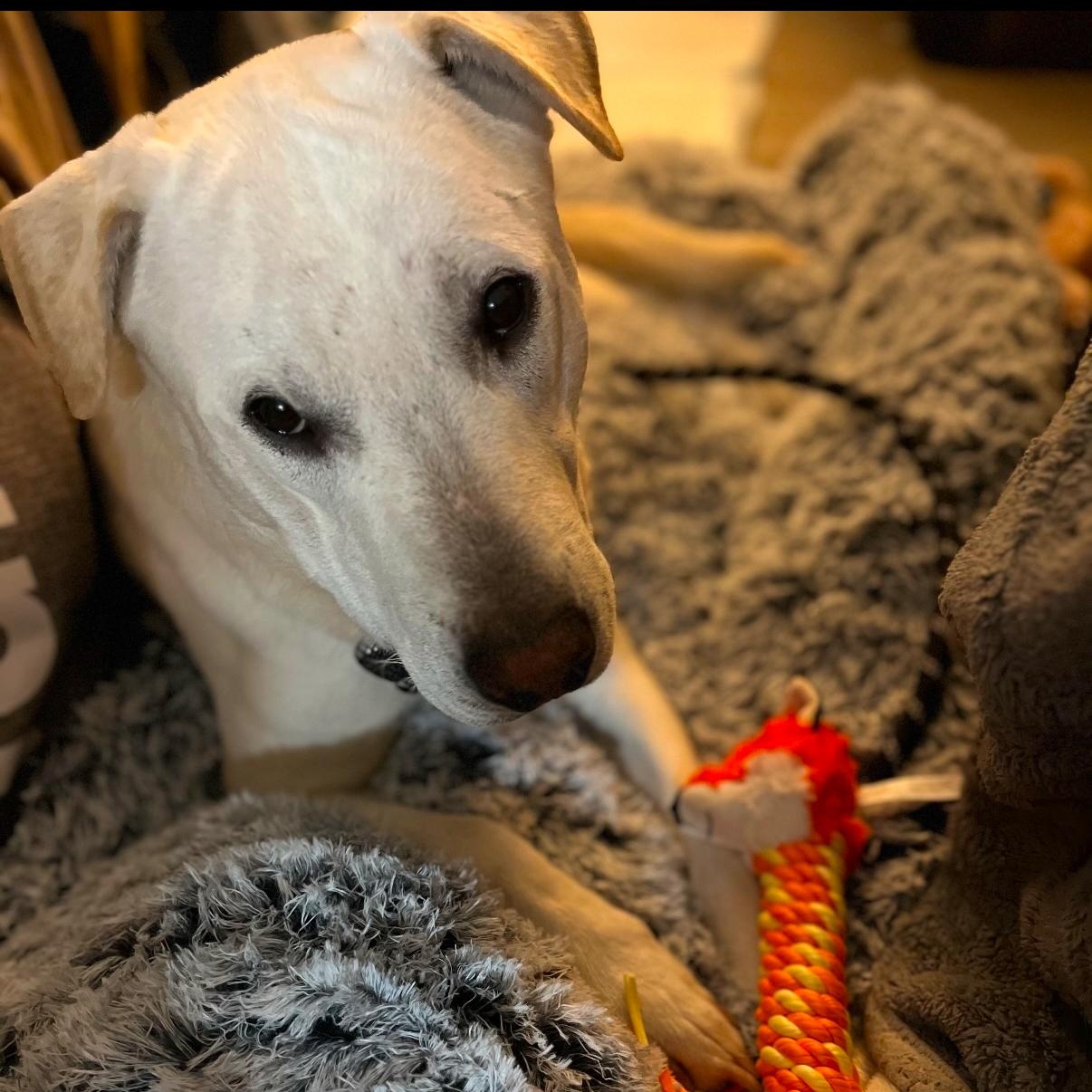 Barkley photo 3