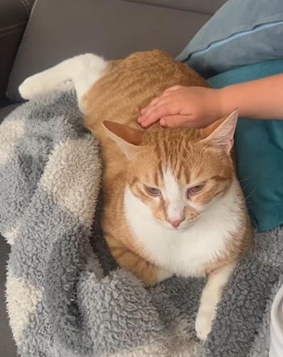 Magi-Cali Yours - foster needed, a Adoptable mixed breed in Mississauga, ON image 3/6