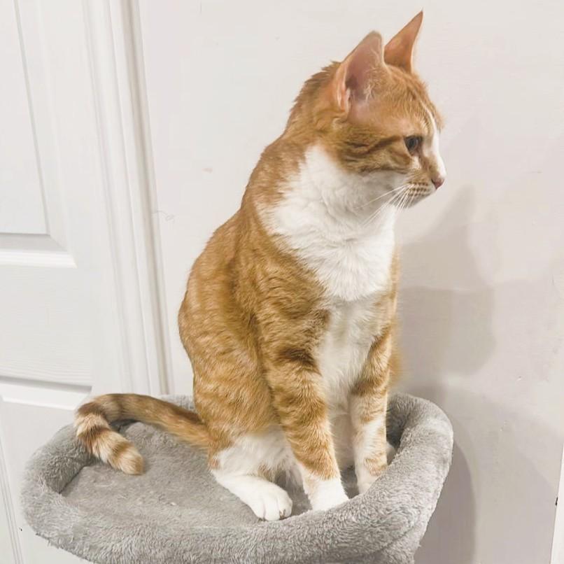 Magi-Cali Yours - foster needed