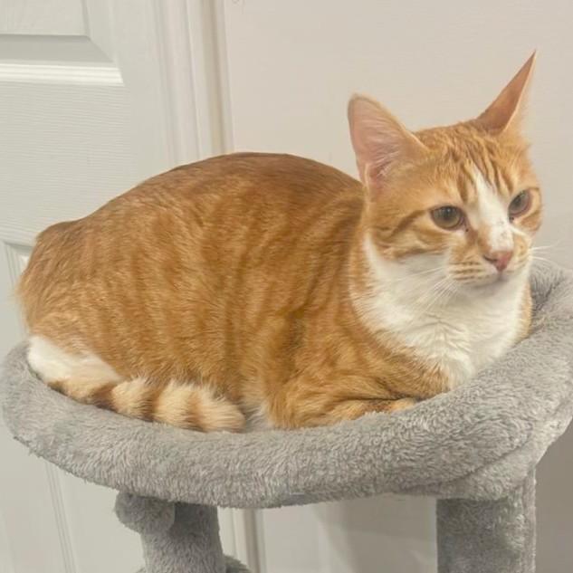 Magi-Cali Yours - foster needed